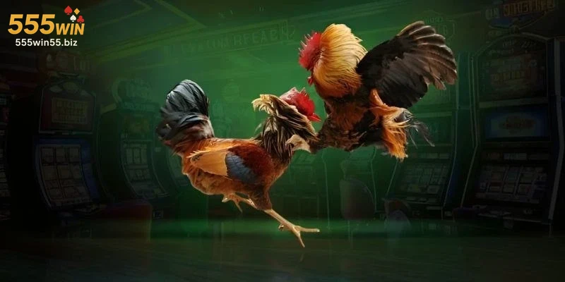 tinh-phap-ly-va-uy-tin-cua-555win-trong-linh-vuc-da-ga Tính pháp lý và uy tín của 555win trong lĩnh vực đá gà