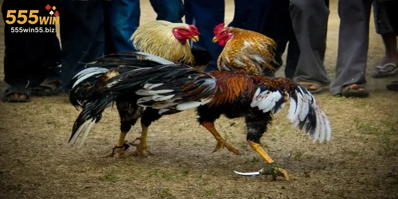 nhung-luu-y-quan-trong-khi-choi-da-ga-cua-sat-555win Những lưu ý quan trọng khi chơi đá gà cựa sắt 555win