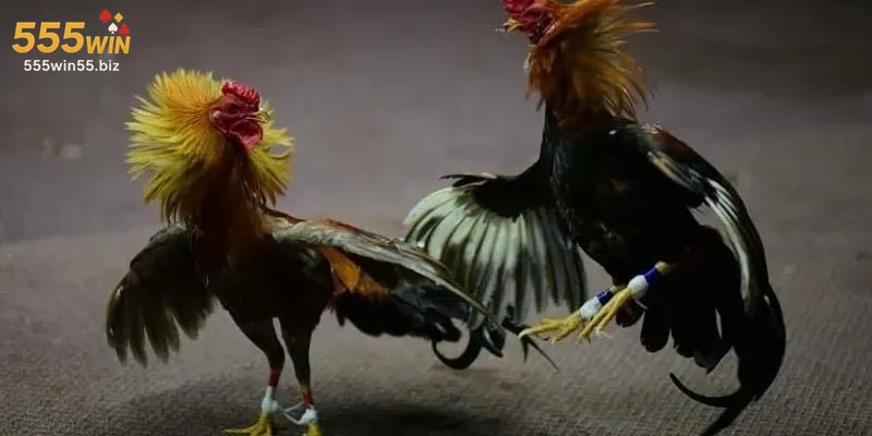 meo-va-kinh-nghiem-choi-hieu-qua-da-ga-thomo Mẹo và kinh nghiệm chơi hiệu quả đá gà thomo